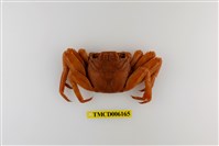 藏品(細紋方蟹)的圖片